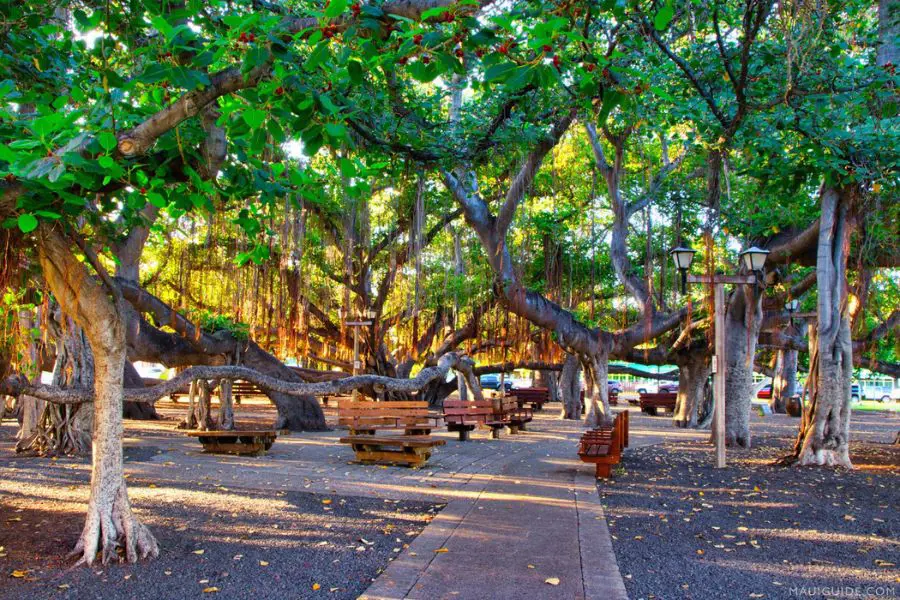 Lahaina Banyan Court is centered around the oldest living banyan tree on Maui