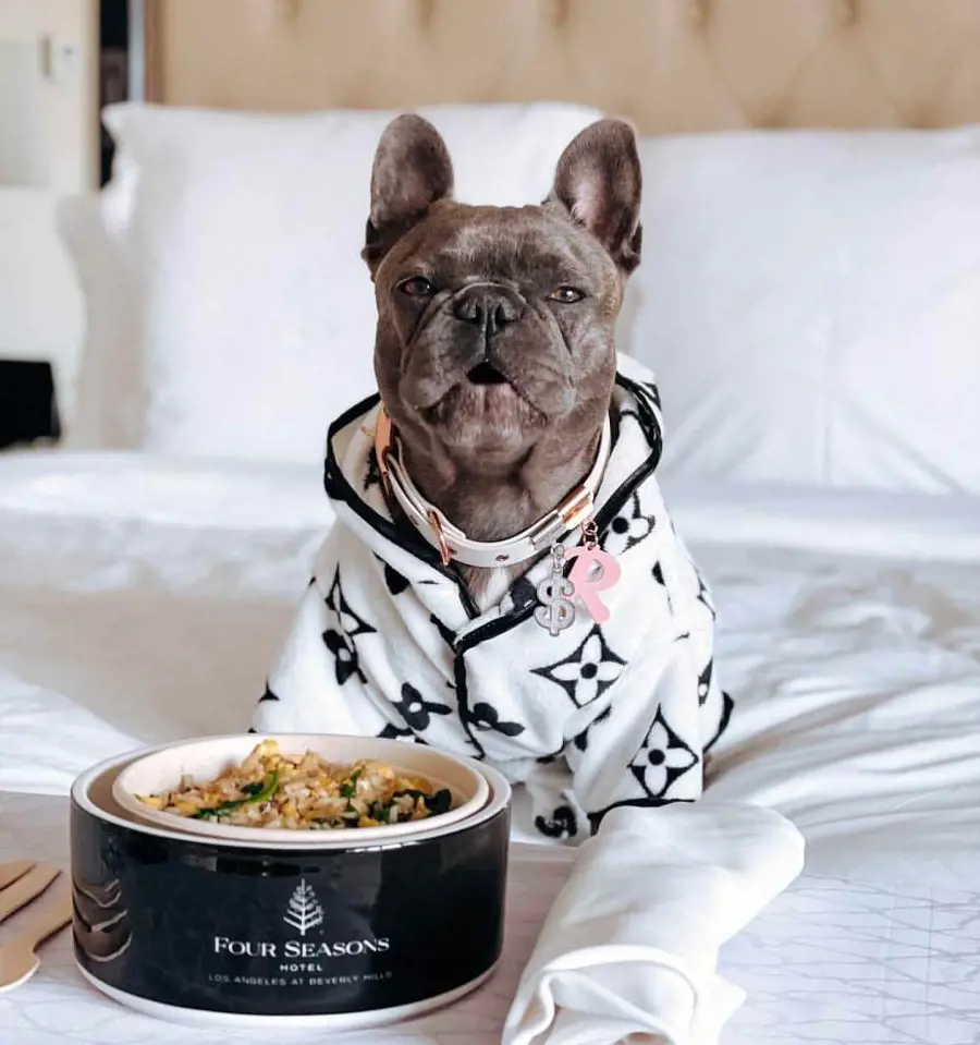 A Bulldog dressed in white clothes enjoys meal on a animal friendly hotel room