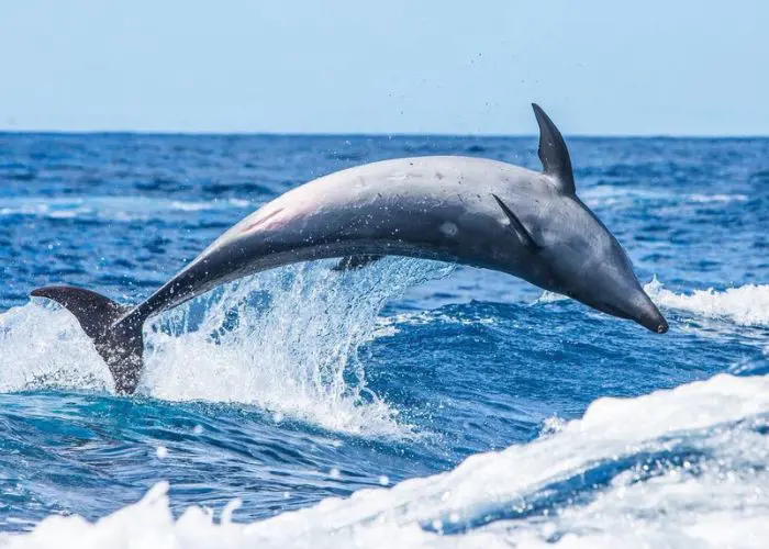 Dolphins are sunflower of waters!! (Photo Courtesy: camgrantphotography)