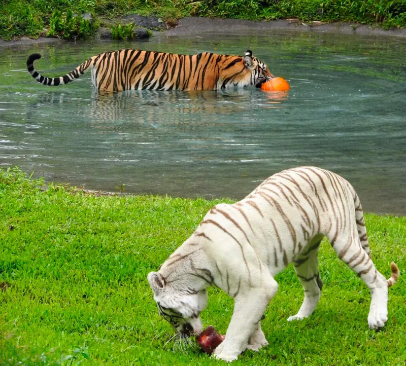 Two Bengal tigers named Sriracha and Tzatziki at the Panaewa Zoo 