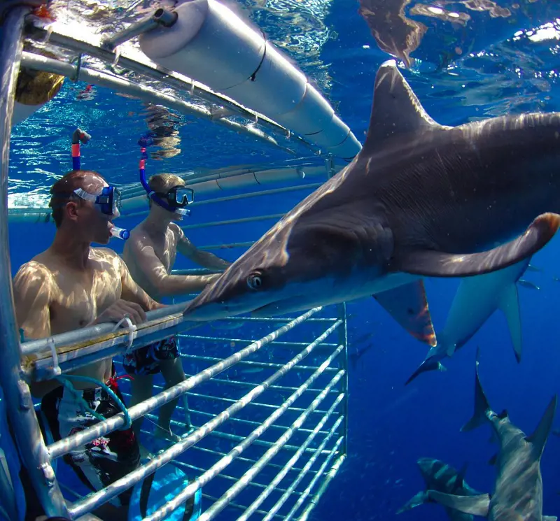 People watching sharks from within a Polylass window of the cage