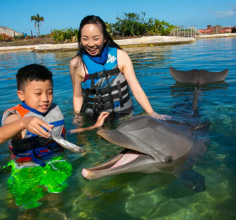 A child feeding a dolphin during an encounter at Sea Life Park