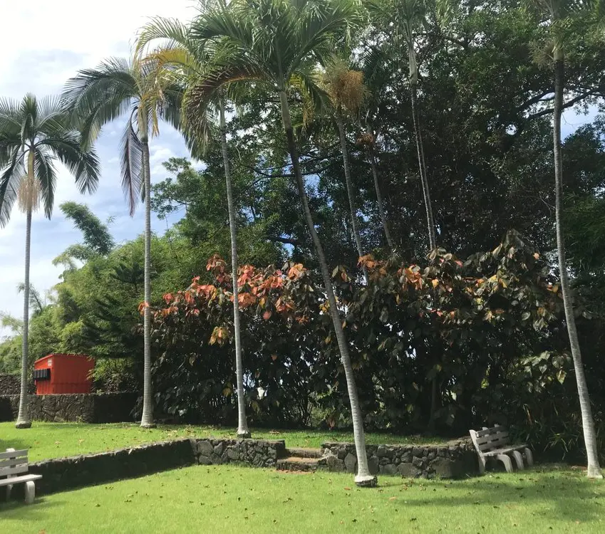 The garden with local Hawaiian tress at Sadie Seymour Botanical Gardens