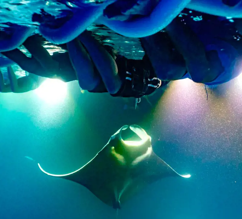 Divers watching a Manta Ray feeding on planktons using flashlight