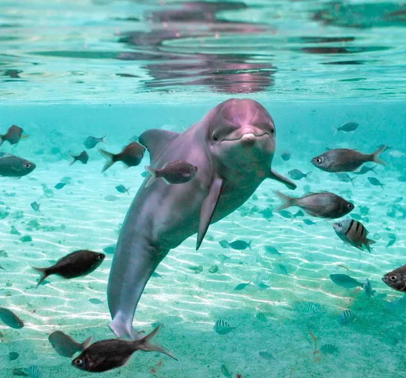 A Dolphin swimming amongst small fishes pictured in Hawaii