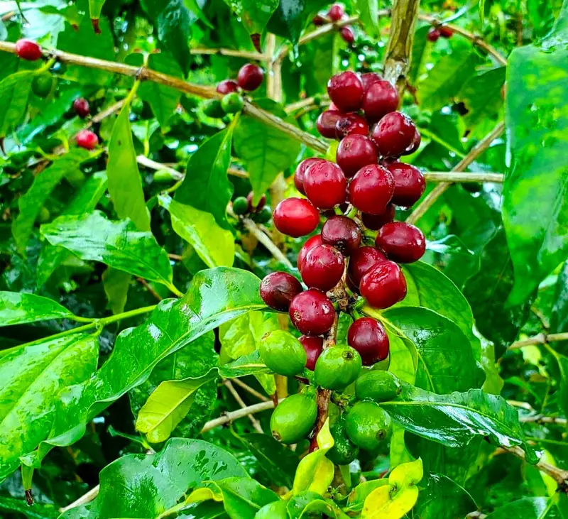 A coffee plant at Kona Restoration Farm in Captain Cook, Hawaii