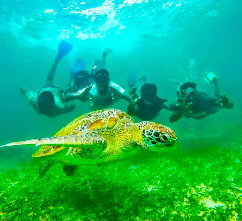 Tourists snorkeling and posing while taking pictures with the sea turtle