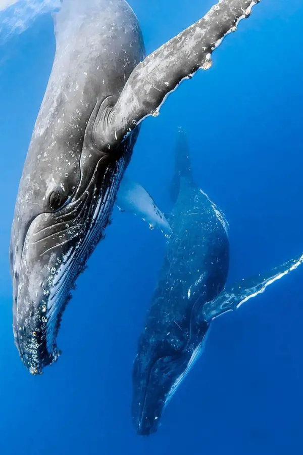 Image of humpbacks captured by humpbackswims