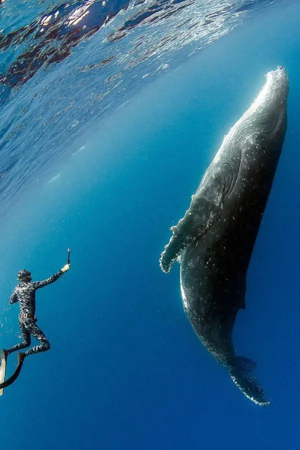 A Fully grown humpback whale gets as large as a school bus.