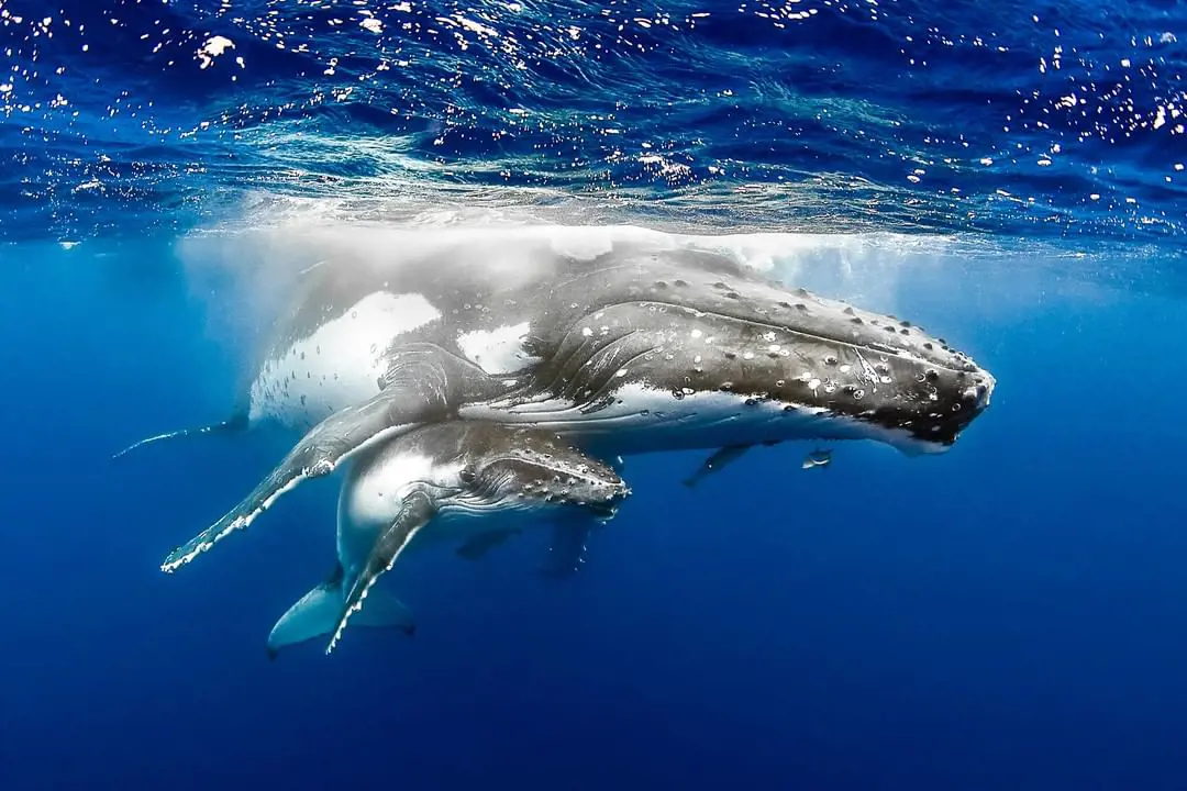 Did you know humpback whales sing songs in order to attract their mate