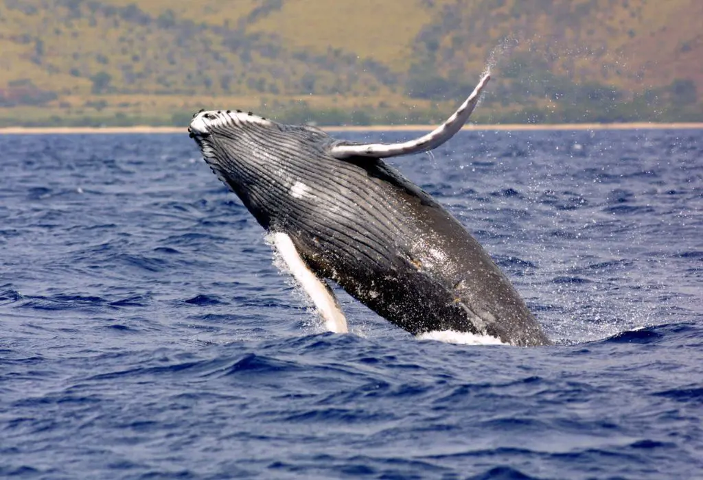 Humpback whales are famous for their courtship songs and surface displays