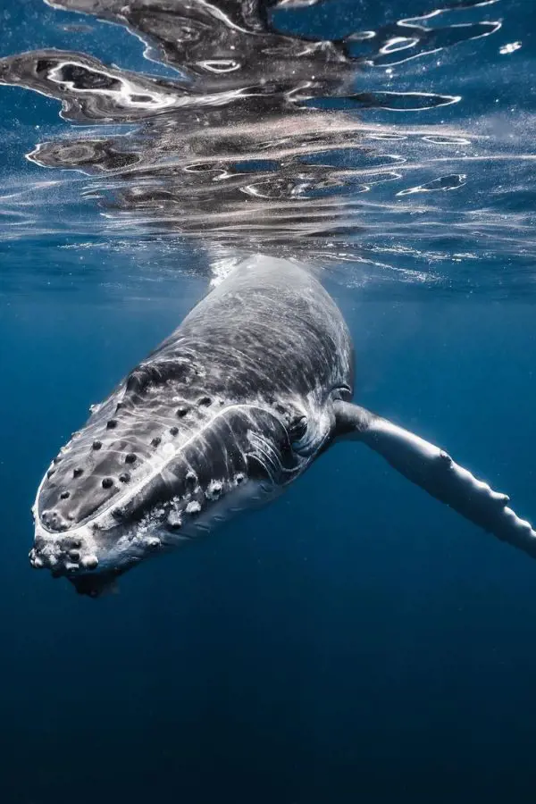 Humpback whale photographed by Ⅾaniel Nicholson