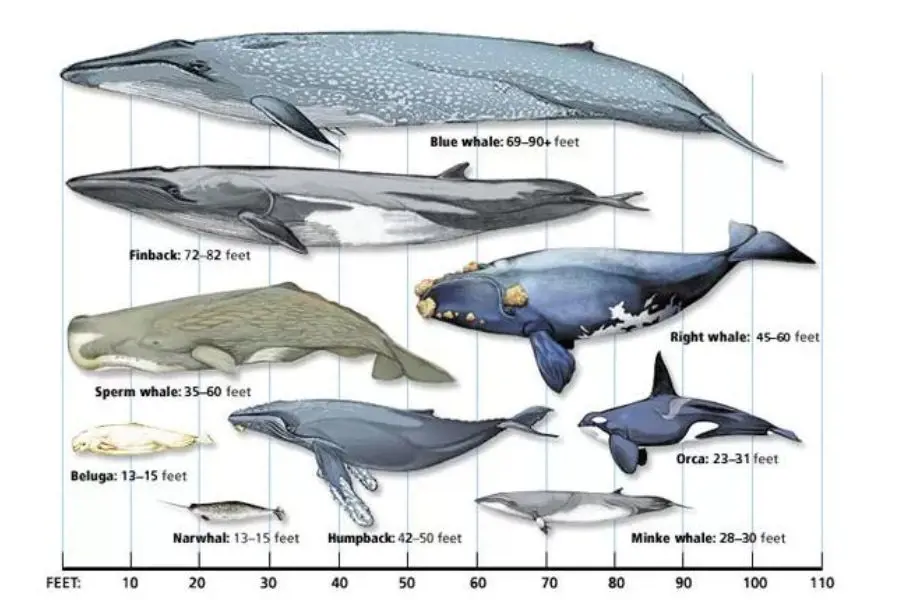 A size comparison chart of different fishes