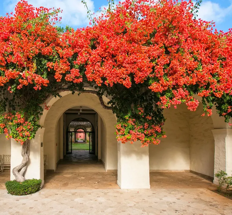 The beautiful structure of Honolulu Museum of Art covered in bright flowers