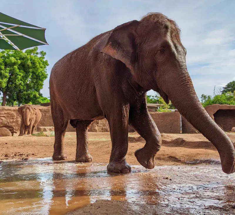 The elephant named Mari pictured at The Honolulu Zoo in 2020