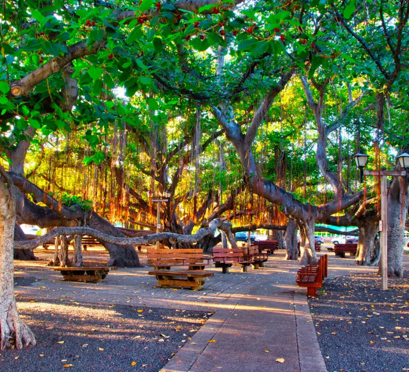 The famed banyan tree at Lahaina Banyan Court Park