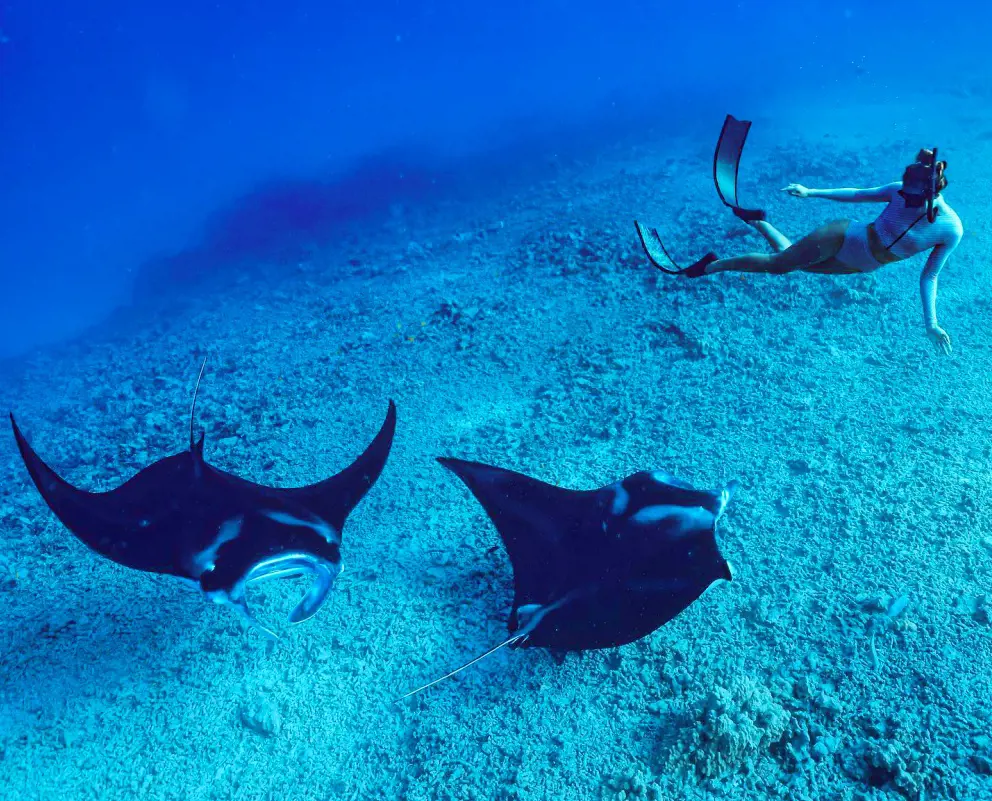 A deep sea diver swimming alongside two giant Manta Rays in Kailua-Kona Hawaii