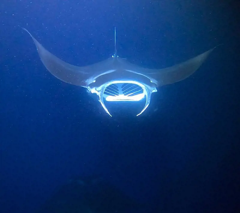 Manta Ray spotted during the night time looking for its feed