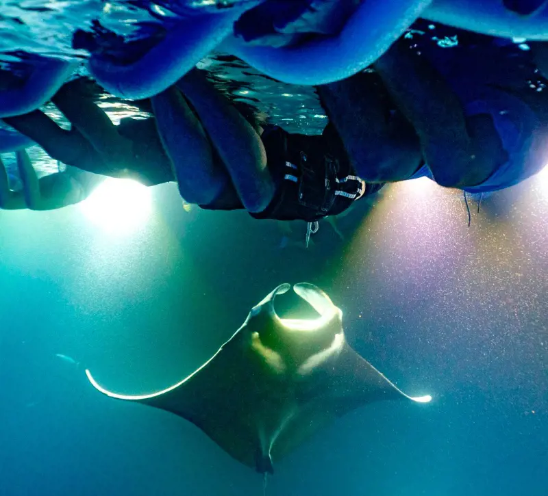A manta attracted to the flashlight moving up in the water