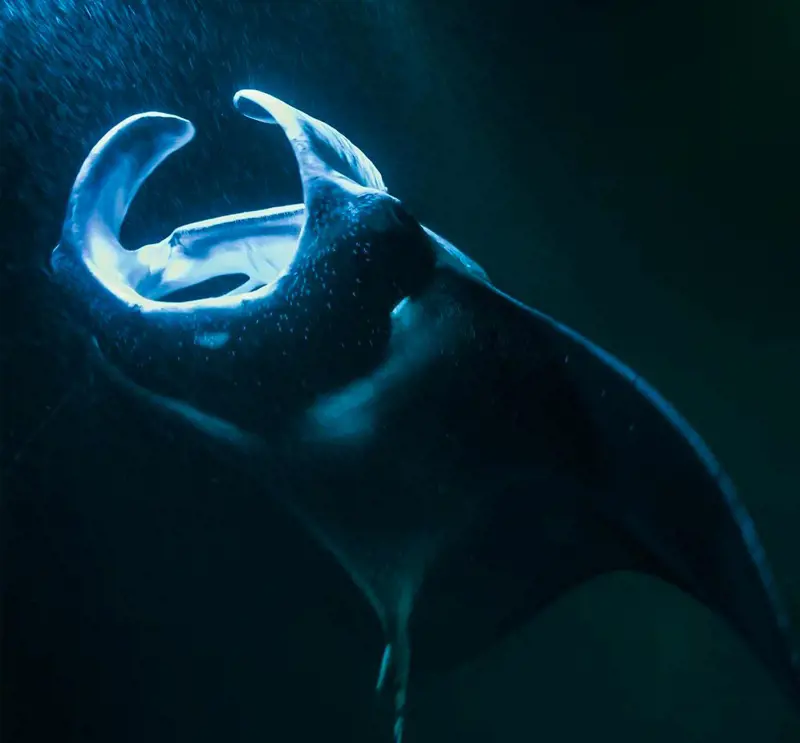 A manta ray glistening as the Flashlight strikes from above the water