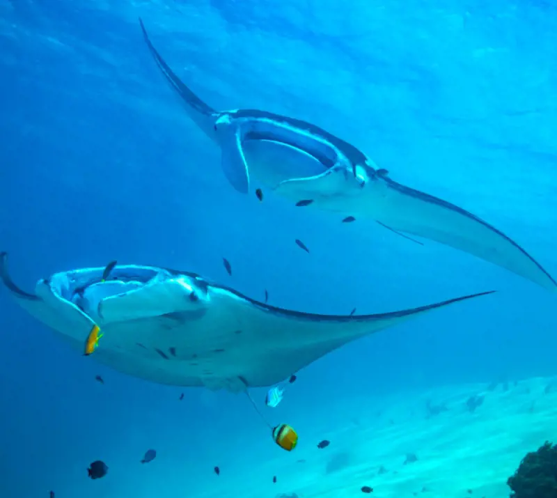Manta Rays are a gentle creatures and poses no teeth, stingers or barbs