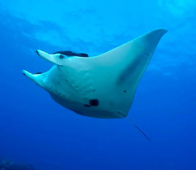 A picture of manta ray taken by Hawaii Island & Oecan Tours LLC