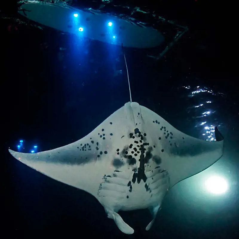A beautiful shot of a manta ray rising above to feed on the plankton