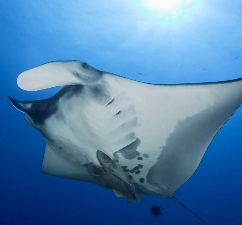 Manta Rays are giant creatures with a wingspan of up to 7 meters