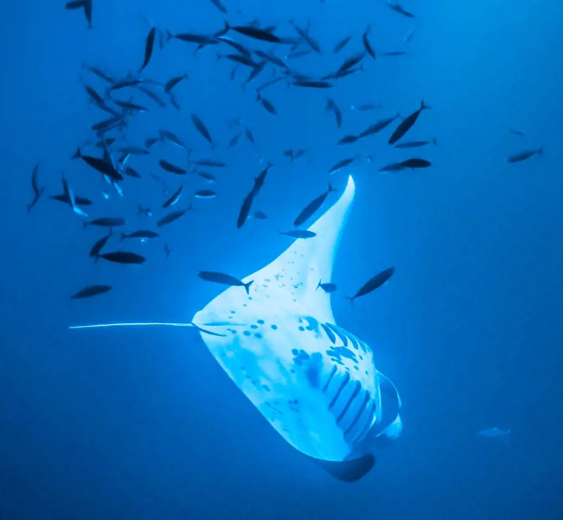 A manta ray in focus surrounded by a school of fish