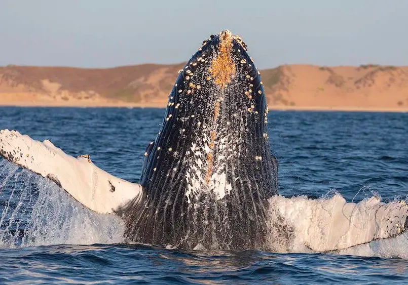Humpback whale in the Hawaiian waters