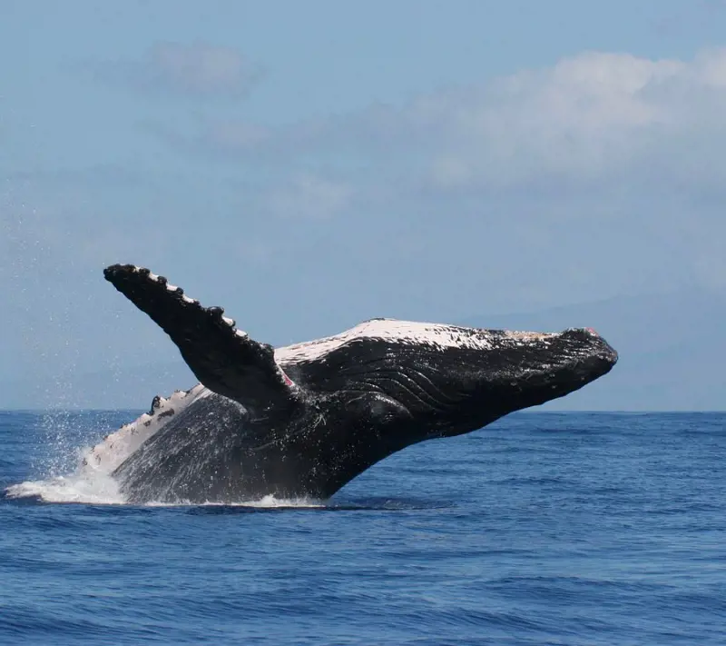 A humpback whale diving on the Hawaiian waters