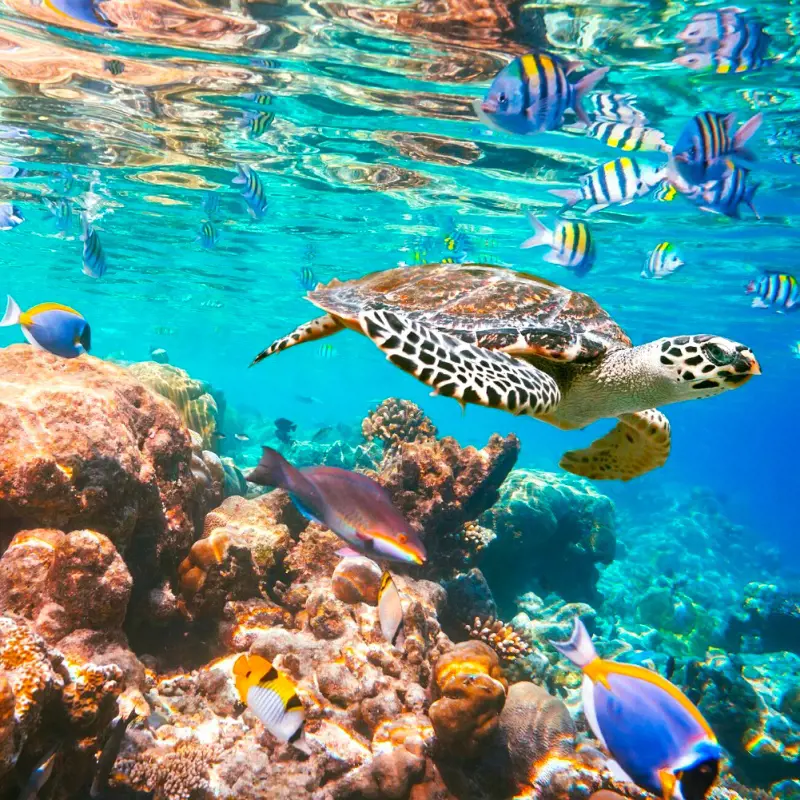 A green sea turtle and colorful marine life pictured in the Hawaiian water