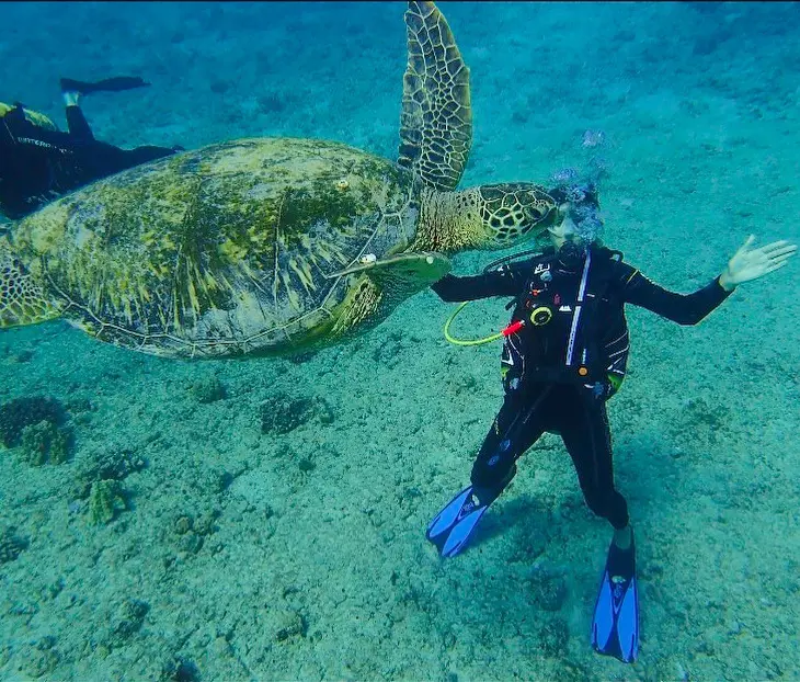 A green sea turtle interacting with a deep sea diver