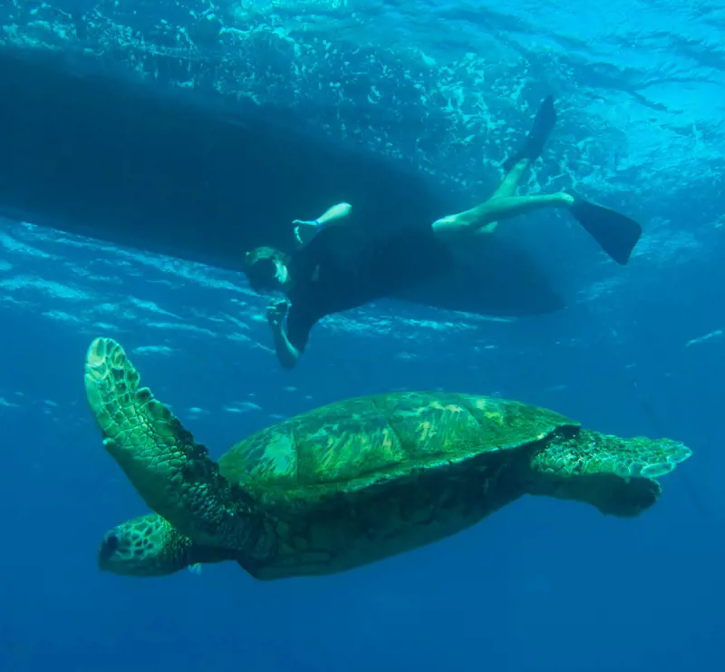 A person snorkeling alongside green sea turtle in Kauai