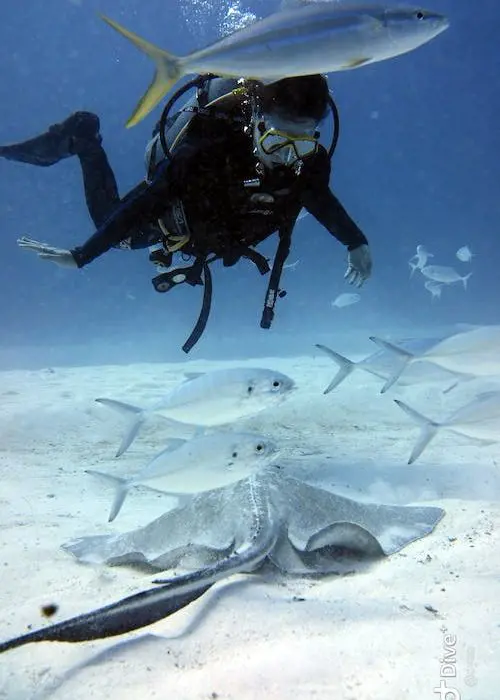 A person in dark wet suit swimming with manta rays and varieties of fish in the ocean