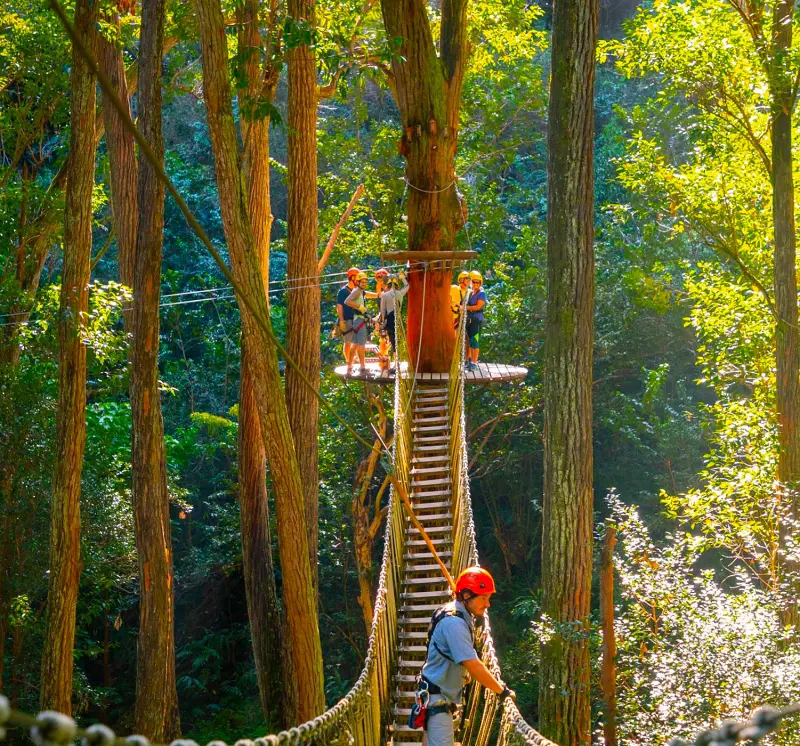 The suspension bridge and the structure built around a tree by the Kohala Zipline