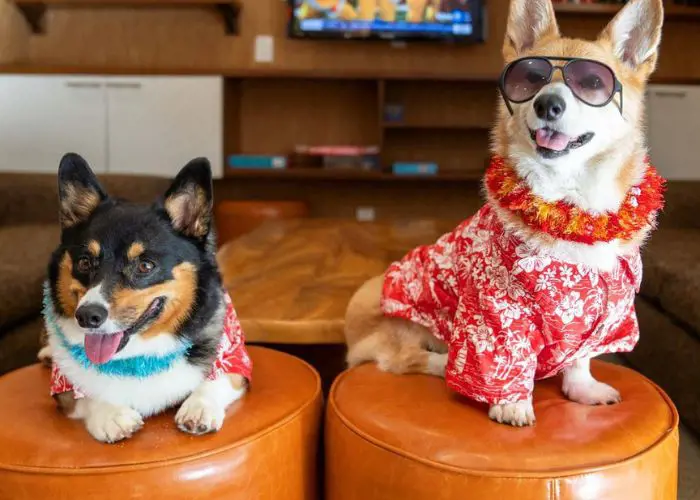 Look at these two adorable pups hanging out in the Coconut Waikiki lobby