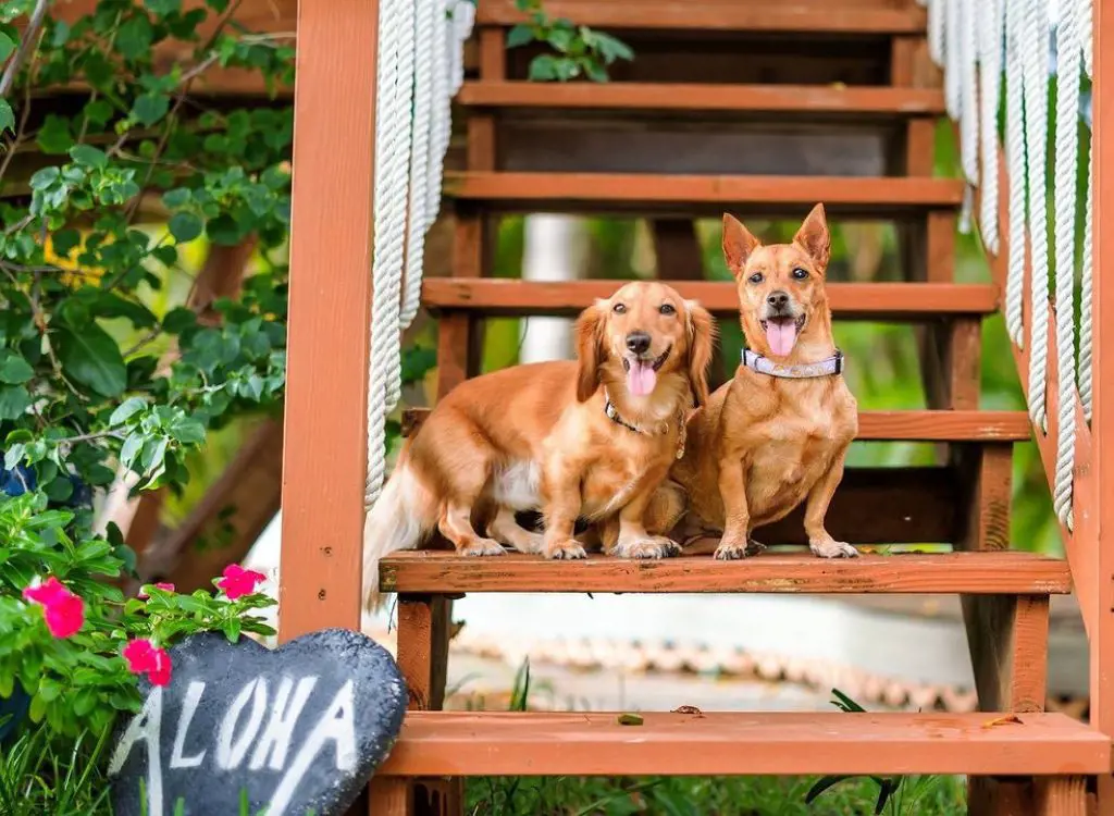 These adorable furry friends are happy and relaxed at Trump International Waikiki