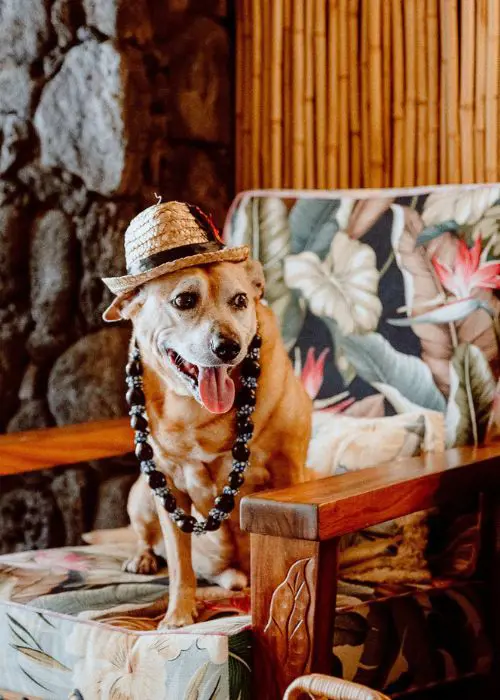 No need to leave your four-legged companion at home when White Sands Hotel is there welcoming your furry friends
