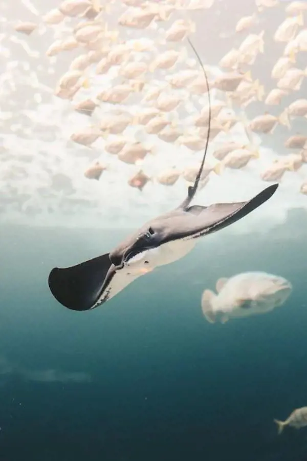 Manta rays are one of the adorable and sweetest giants of the ocean