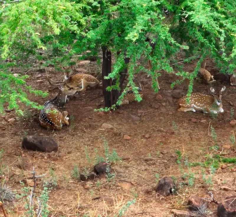 Deers resting under the shade of Kiawe tress in the Molokai forest