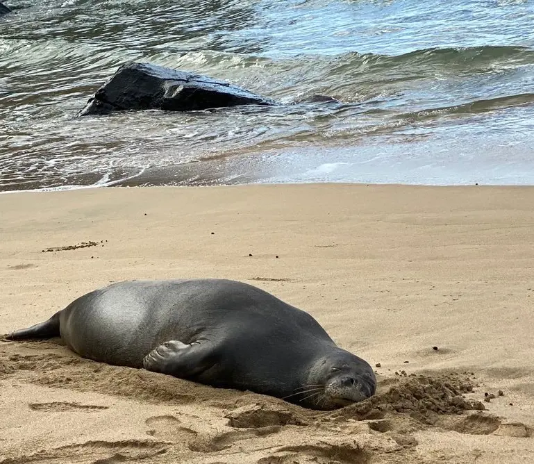 A Hawaiian monk seal lying down on the sandy shores at Haena Beach Park