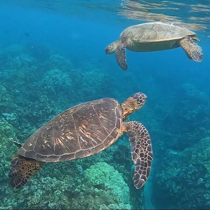 Swimming with sea Turtles is one of the perks of visting Hawaii