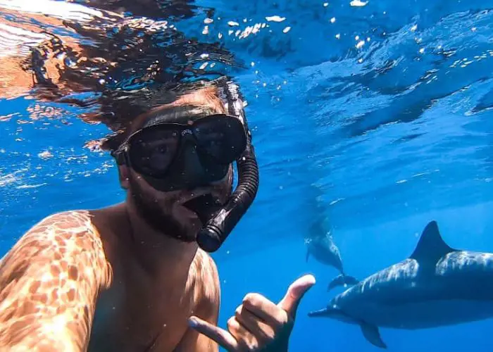 Snorkelling is way fun when cutest dolphins cross your path